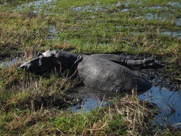 Chobe WR: Suhle