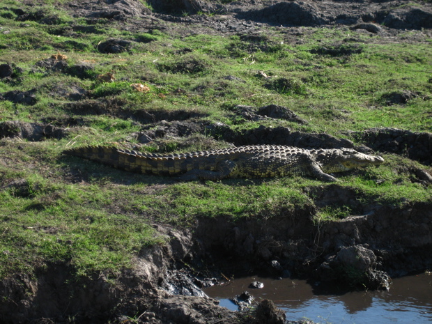 Chobe WR: Krokodil