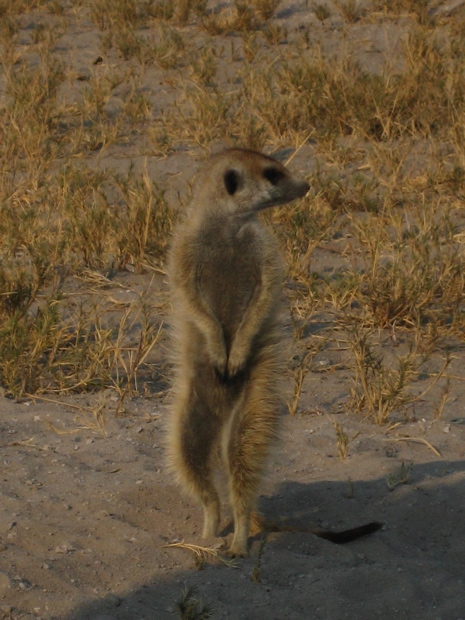 Erdm&auml;nnchen
