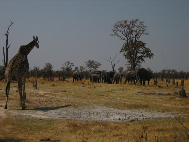 Moremi WR: Giraffe mit Elefantengruppe