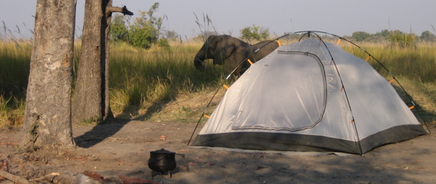 Moremi WR: Elefant hinterm Zelt