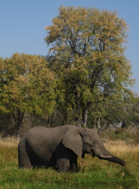 Moremi WR: grasender Elefant