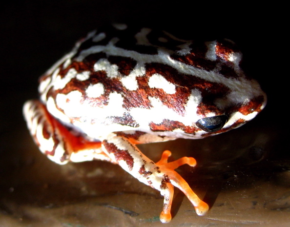 Panhandle: Frosch
