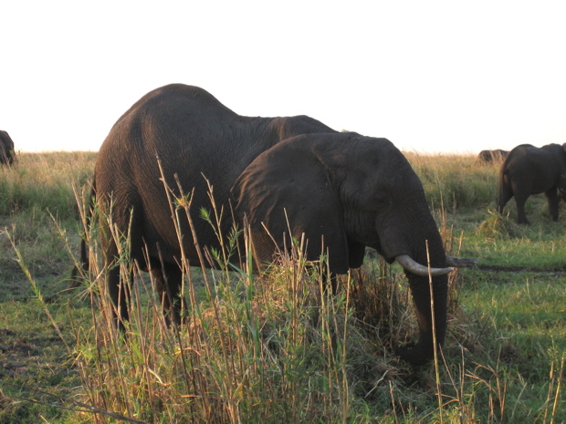 Chobe WR: grasender Elefant