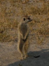 Erdm&auml;nnchen
