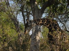 Moremi WR: &auml;sende Giraffe