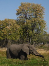 Moremi WR: grasender Elefant