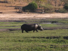 Chobe WR: grasendes Flusspferd
