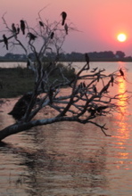 Sonnenuntergang am Chobe River