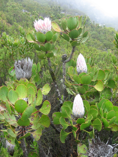 Protea-Busch