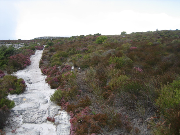 auf dem Tablemountain