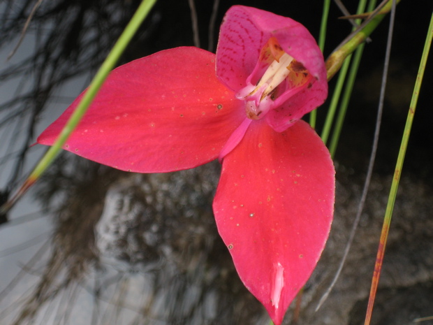 Bl&uuml;te am Wegrand