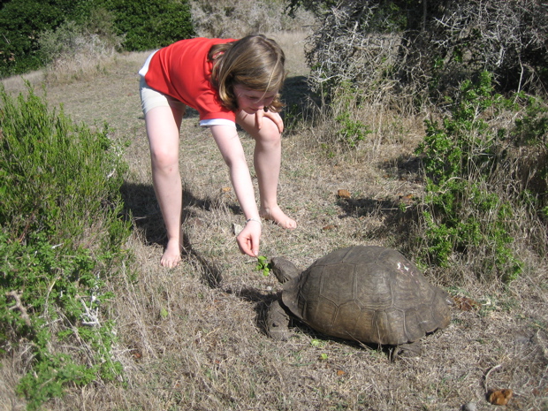Riesenschildkr&ouml;te mit Maris