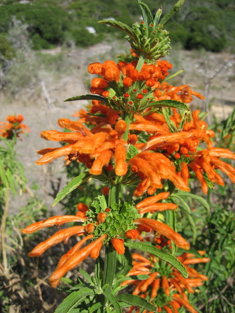 Fynbos-Bl&uuml;te