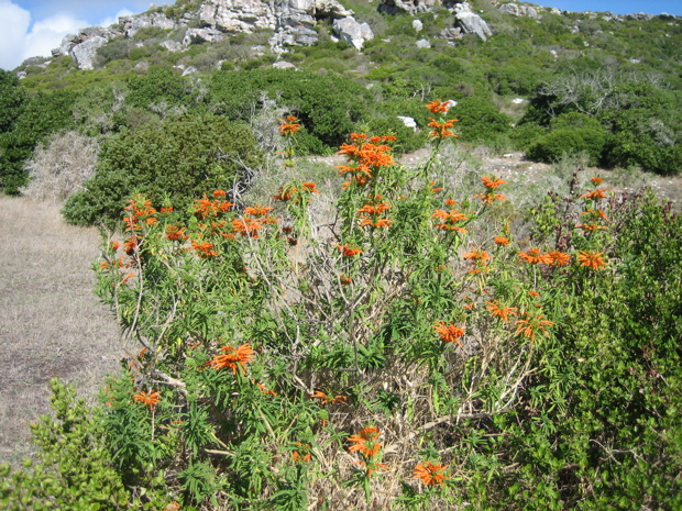 Fynbos-Busch