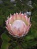 bl&uuml;hende Protea