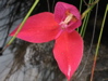 Bl&uuml;te am Wegrand
