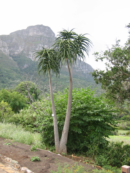 Alo&euml;nbaum
