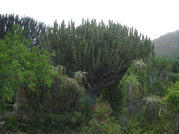 Kakteenbaum