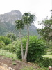 Alo&euml;nbaum