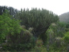 Kakteenbaum