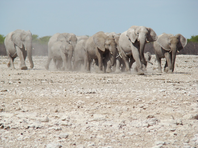 Anmarsch der Giganten in Etosha