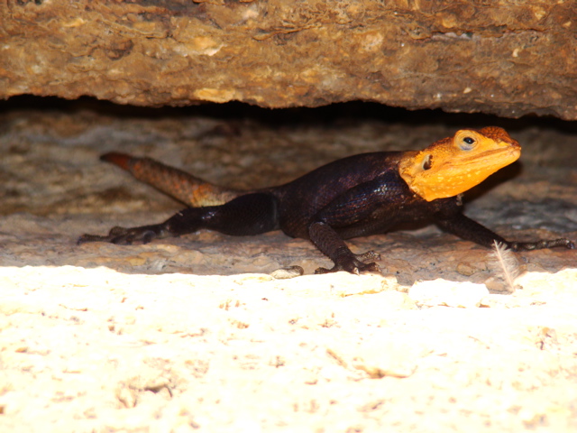 Namibian Rock Agama