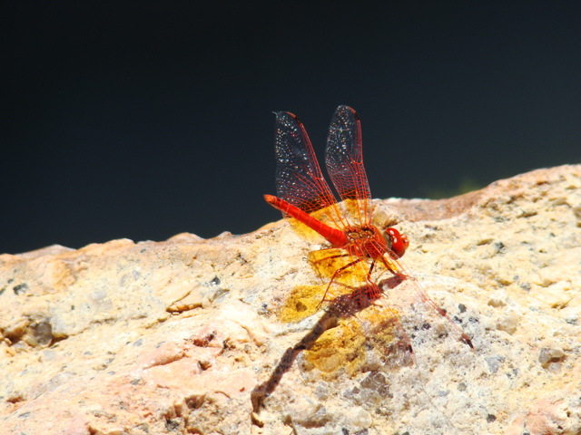 Libelle
