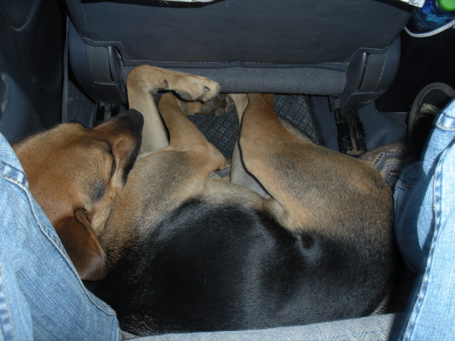 Miro im Auto