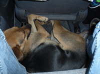 Miro im Auto