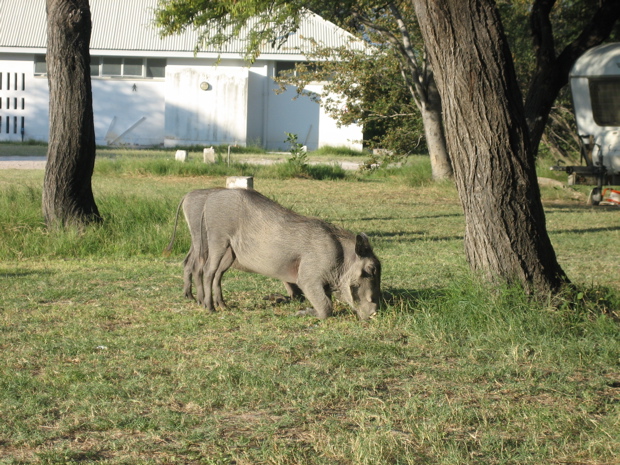 Warzenschweine im Camp