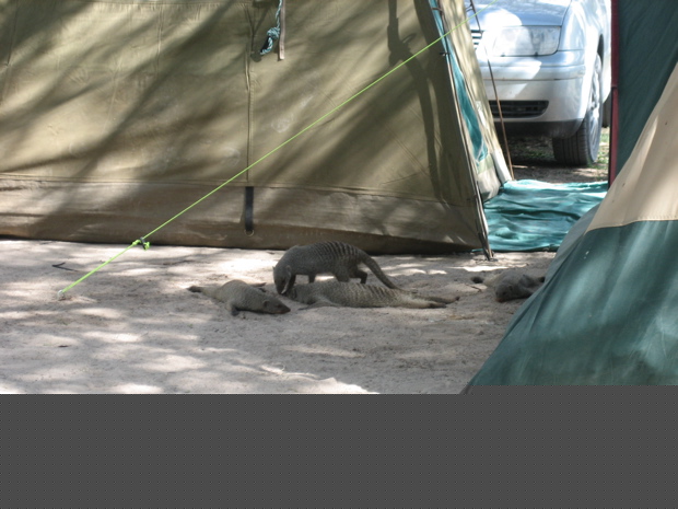 Zebramangusten im Camp 