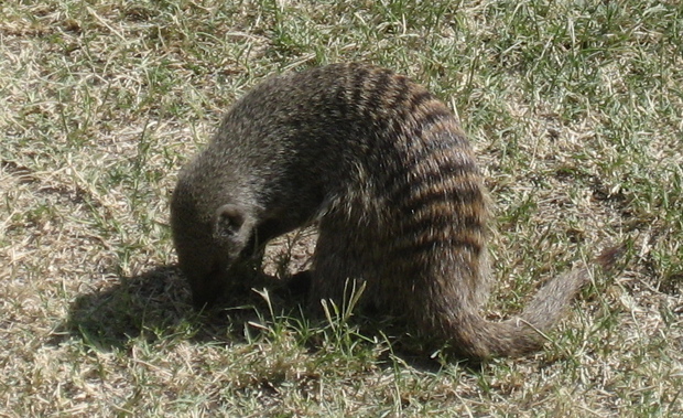 Zebramanguste