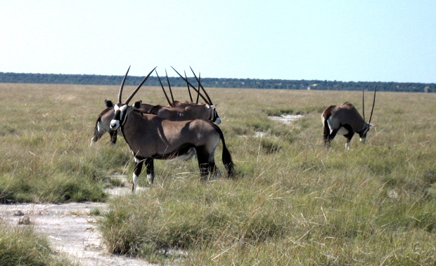 Oryxantilope