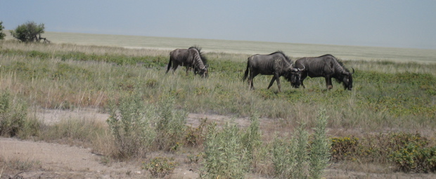 Gnus