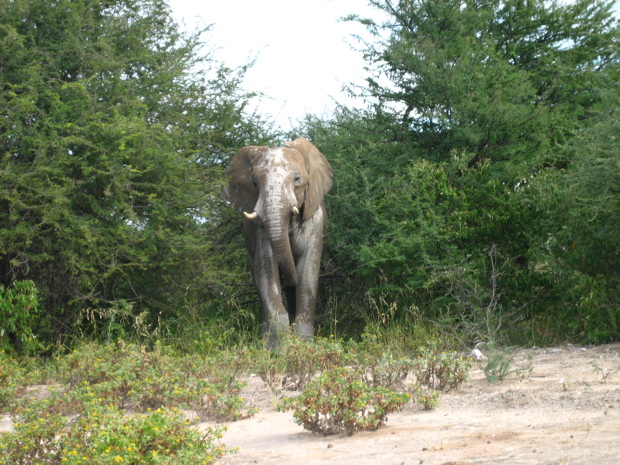 Elefant2