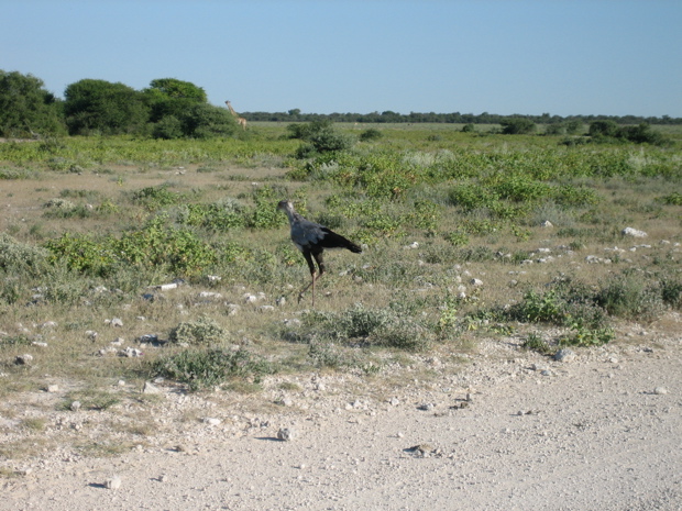 Sekret&auml;rsvogel