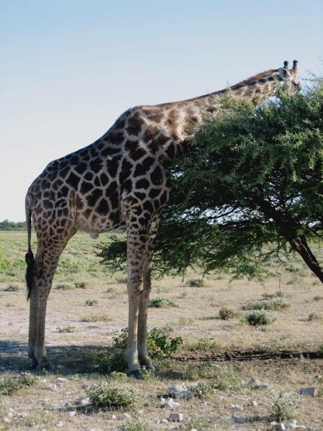 Giraffe am Wegesrand