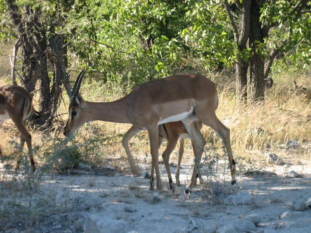 Springbock