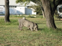 Warzenschweine im Camp