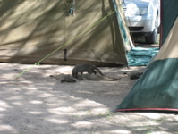 Zebramangusten im Camp 