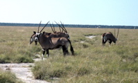 Oryxantilope