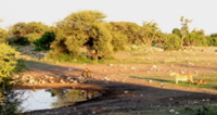 L&ouml;wen am Wasserloch
