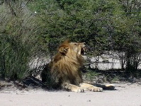 G&auml;hnen