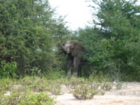 Elefant1