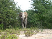 Elefant2
