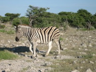 Burchell's Zebra