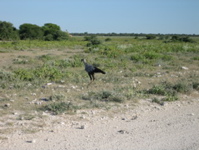 Sekret&auml;rsvogel