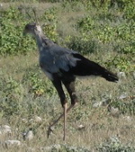Sekret&auml;rsvogel Vergr&ouml;sserung