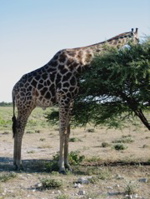 Giraffe am Wegesrand